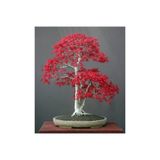 Serdar Çam Tohumculuk Bodur Acer Rubrum Bonzai Ağacı Tohumu 5 Adet Bonsai Ağacı Tohumu, 72398799