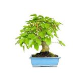 Serdar Çam Tohumculuk Bodur Bonsai Karadut Ağacı Tohumu Karadut Tohumu 5 Adet Tohum