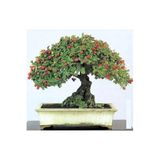 Serdar Çam Tohumculuk Bodur Bonsai Kırmızı Alıç Ağacı Tohumu Alıç Tohumu 5 Adet Tohum