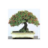 Serdar Çam Tohumculuk Bodur Bonsai Kırmızı Alıç Ağacı Tohumu Bonsai Ağacı Tohumu Ekim Seti 5 Adet Tohum +saksı+toprak