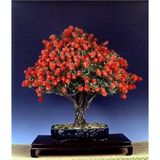 Serdar Çam Tohumculuk Bodur Callistemon Karadut Bonzai Ağacı Tohumu 25 Adet Bonsai Ağacı Tohumu