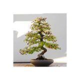 Serdar Çam Tohumculuk Bodur Cennet Bonzai Ağacı Tohumu 5 Adet Bonsai Ağacı Tohumu 172583708