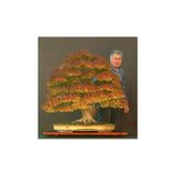 Serdar Çam Tohumculuk Bodur Çınar Bonzai Ağacı Tohumu 5 Adet Bonsai Ağacı Tohumu