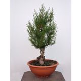 Serdar Çam Tohumculuk Bodur Cupressus Bonzai Ağacı Tohumu 5 Adet Tohum Bonsai Ağacı Tohumu