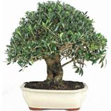 Serdar Çam Tohumculuk Bodur Defne Bonzai Ağacı Tohumu 3 Adet Bonsai Ağacı Tohumu