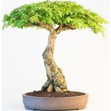 Serdar Çam Tohumculuk Bodur Gümüş Akasya Bonzai Ağacı Tohumu 5 Adet Tohum Bonsai Ağacı Tohumu