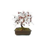 Serdar Çam Tohumculuk Bodur Hurma Bonzai Ağacı Tohumu 2 Tohum Bonsai Ağacı Tohumu - 2 Adet