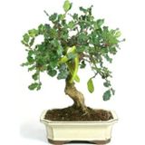 Serdar Çam Tohumculuk Bodur Keçi Boynuzu Bonsai Ağacı Tohumu 5'Li