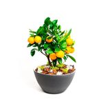 Serdar Çam Tohumculuk Bodur Portakal Bonzai Ağacı Tohumu 5 Adet Bonsai Ağacı Tohumu