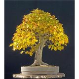 Serdar Çam Tohumculuk Bodur Sarı Alıç Bonzai Ağacı Tohumu 5 Adet Bonsai Ağacı Tohumu