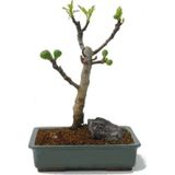 Serdar Çam Tohumculuk Bodur Siyah İncir Bonzai Ağacı Tohumu 5 Adet Tohum Bonsai Ağacı Tohumu