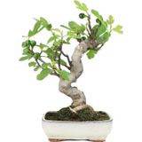 Serdar Çam Tohumculuk Bodur Yeşil İncir Bonzai Ağacı Tohumu 5 Adet Tohum Bonsai Ağacı Tohumu