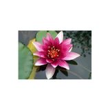 Serdar Çam Tohumculuk Eko Paket Lotus Çiçeği Tohum Nilüfer Çiçeği Tohumu 10 Adet Tohum