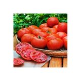 Serdar Çam Tohumculuk Florida domates tohumu geleneksel floridade tomato