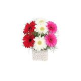 Serdar Çam Tohumculuk Gerbera Çiçeği Tohumu 5 Adet Tohum Jerbera Çiçek Tohumu
