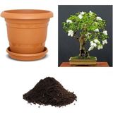 Serdar Çam Tohumculuk Ithal Bodur Beyaz Gül Bonsai Ağacı Tohumu Ekim Seti