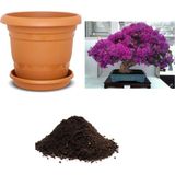 Serdar Çam Tohumculuk Ithal Bodur Erguvan Bonsai Ağacı Tohumu Ekim Seti