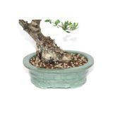 Serdar Çam Tohumculuk Ithal Bonzai Ağacı Toprağı 3 Litre Bonsai Toprağı, 877756310267