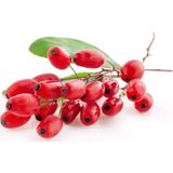 Serdar Çam Tohumculuk Ithal Goji Berry Tohumu Gojiberry Eko Paket 100'Lü
