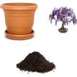 Serdar Çam Tohumculuk Ithal Jakaranda Bonsai Ağacı Tohumu Ekim Seti - 5 Adet