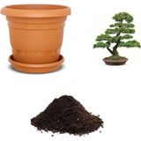 Serdar Çam Tohumculuk Ithal Karaçam Bonsai Ağacı Tohumu Ekim Seti
