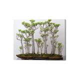 Serdar Çam Tohumculuk Japon Kavağı Bonzai Ağacı Tohumu 5 Adet Bonsai Ağacı Tohumu