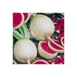 Serdar Çam Tohumculuk Karpuz turp tohumu atalık radish watermelon, TYCWX5P6XN170092302250559