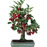 Serdar Çam Tohumculuk Kiraz Bonzai Ağacı Tohumu 5 Adet Bonsai Ağacı Tohumu