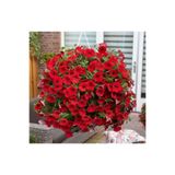 Serdar Çam Tohumculuk Kırmızı Renkli Bodur Petunya Çiçeği Tohumu (100 Tohum)