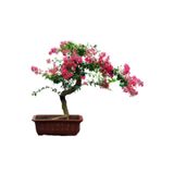 Serdar Çam Tohumculuk Krep Mersin Bonzai Ağacı Tohumu 5 Adet Bonsai Ağacı Tohumu