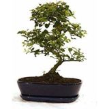 Serdar Çam Tohumculuk Mor Tesbih Bonzai Ağacı Tohumu 5 Adet Bonsai Ağacı Tohumu