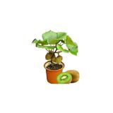 Serdar Çam Tohumculuk Nadir Ithal Bodur Kivi Bonzai Ağacı Tohumu 5 Tohum Bonsai Tohumu