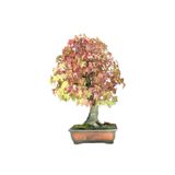 Serdar Çam Tohumculuk Nadir Ithal Bodur Liquidambar Bonzai Ağacı Tohumu 5 Tohum Bonsai Tohumu