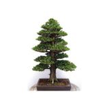 Serdar Çam Tohumculuk Nadir Ithal Bodur Lübnan Sediri Bonzai Ağacı Tohumu 5 Tohum Bonsai Tohumu