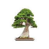 Serdar Çam Tohumculuk Nadir Ithal Bodur Okaliptüs Bonzai Ağacı Tohumu 5 Tohum Bonsai Tohumu