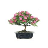 Serdar Çam Tohumculuk Nadir Ithal Bodur Orkide Bonzai Ağacı Tohumu 5 Tohum Bonsai Tohumu
