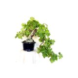 Serdar Çam Tohumculuk Nadir Ithal Bodur Sarı Üzüm Bonzai Ağacı Tohumu 5 Tohum Bonsai Tohumu
