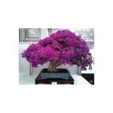 Serdar Çam Tohumculuk Nadir Ithal Erguvan Bonzai Ağacı Tohumu 100 Tohum Bonsai Tohumu