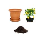 Serdar Çam Tohumculuk Nadir Ithal Limon Bonsai Ağacı Tohumu Ekim Seti