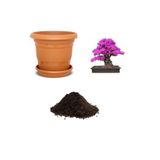 Serdar Çam Tohumculuk Nadir Ithal Mersin Bonsai Ağacı Tohumu Ekim Seti
