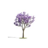 Serdar Çam Tohumculuk Nadir Jakaranda Ağacı Tohumu 10 Adet Tohum Jacaranda Mimosifolia
