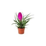 Serdar Çam Tohumculuk Nadir Tillansia Çiçeği Tohumu 5 Adet Tohum Airplant