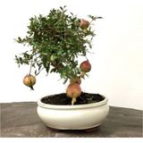 Serdar Çam Tohumculuk Nar Bonzai Ağacı Tohumu 5 Adet Bonsai Ağacı Tohumu