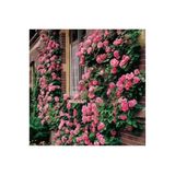 Serdar Çam Tohumculuk Pembe Sarmaşık Gül Tohumu Pembe Gül Tohumu Ekim Seti 5 Adet Tohum Saksı Toprak Hediye Tohum