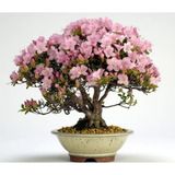 Serdar Çam Tohumculuk Pembe Zakkum Bonzai Ağacı Tohumu 5 Adet Bonsai Ağacı Tohumu