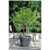 Serdar Çam Tohumculuk Peru Zakkumu Bonzai Ağacı Tohumu 3 Adet Bonsai Ağacı Tohumu