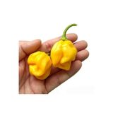Serdar Çam Tohumculuk Sarı habanero biberi tohumu acı