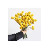 Serdar Çam Tohumculuk Sarı Küre çiçeği tohumu craspedia globosa billy buttons