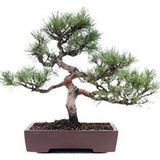 Serdar Çam Tohumculuk Sarıçam Bonzai Ağacı Tohumu 5 Adet Bonsai Ağacı Tohumu