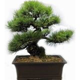 Serdar Çam Tohumculuk Selvi Bonzai Ağacı Tohumu 5 Adet Bonsai Ağacı Tohumu